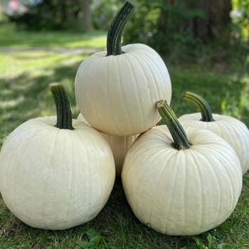 Pumpkins - Abominable