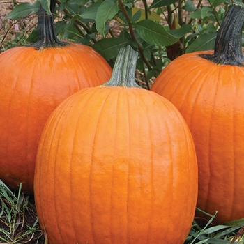 Pumpkins - Large Orange