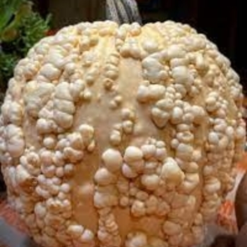 Pumpkins - Popcorn