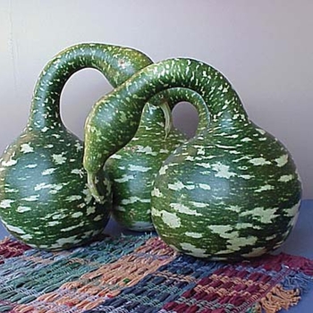 Gourd - Goose Gourd