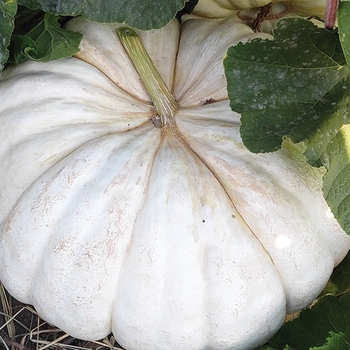 Pumpkins - White Stacker