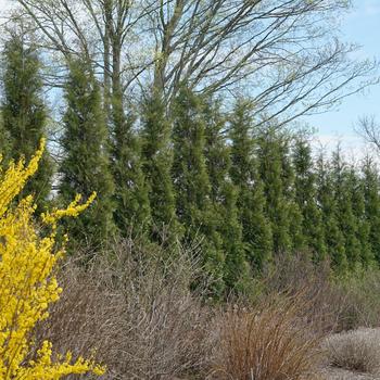 Thuja occidentalis - Full Speed a Hedge&reg; American Pillar Arborvitae