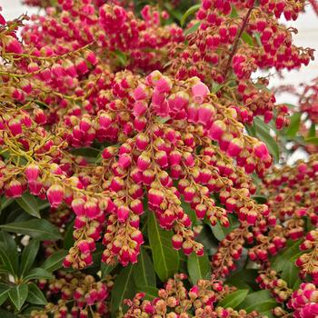 Pieris japonica - Passion Party&trade; 'Passion'