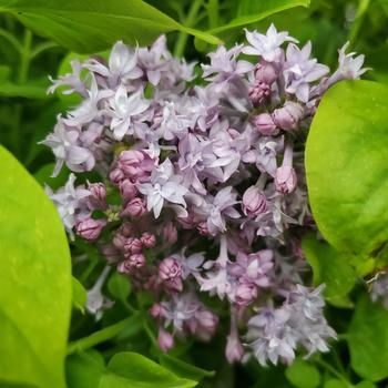 Syringa x hyacinthiflora - 'Royal Purple' Lilac