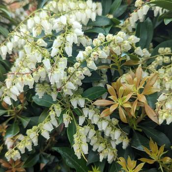 Pieris japonica - 'Compacta' Dwarf Japanese Pieris