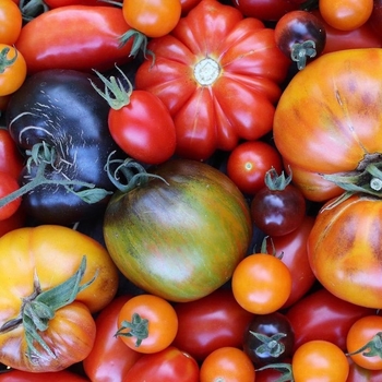 Various Varieties - Tomatoes