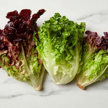 Various Varieties - Lettuce