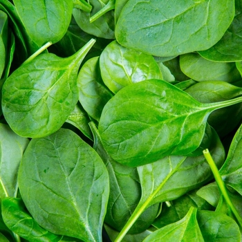 Various Varieties - Spinach