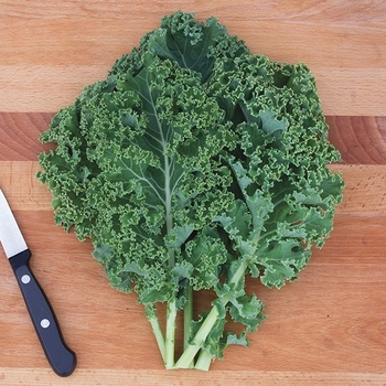 Various Varieties - Kale