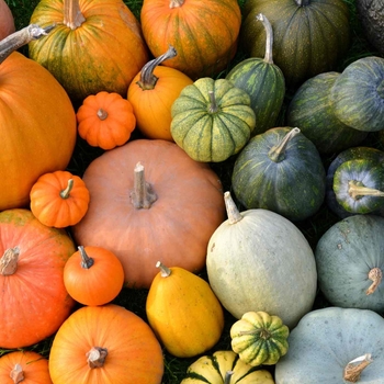 Various Varieties - Pumpkins