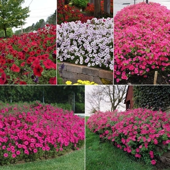 WAVE PETUNIA - 6 INCH ANNUAL