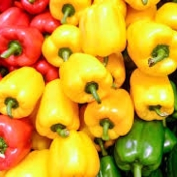 Various Varieties - Sweet Peppers