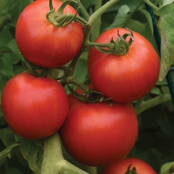 1 GAL - EARLY GIRL TOMATO