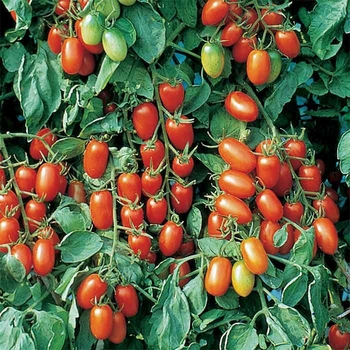 1 GAL - JULIET TOMATO