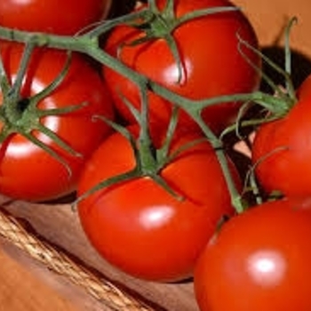 1 GAL - JET STAR TOMATO