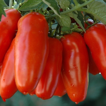1 GAL - SAN MARZANO TOMATO