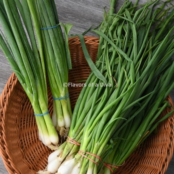 SCALLIONS - SPRING ONIONS