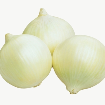 Onions - Medium White Onion