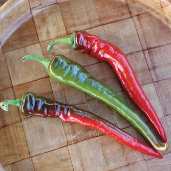 Hot Pepper - PORTUGAL PEPPERS