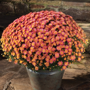 Garden Mums - 14 Inch Garden Mums