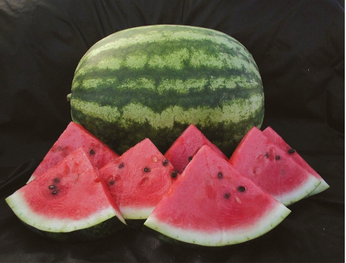 Watermelon - Sugar Baby from Delukes Gardencenter